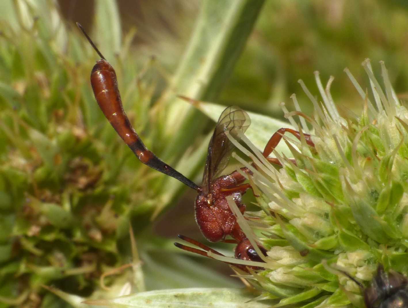 Gasteruption hastator  (Gasteruptiidae)